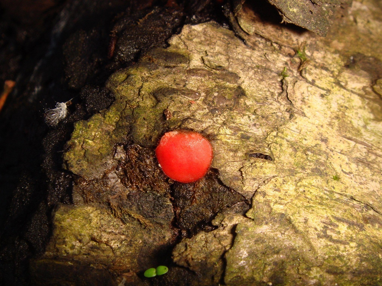fungi-0003977