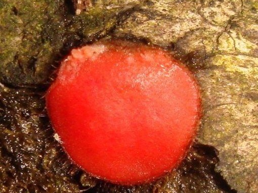 fungi-0003977_