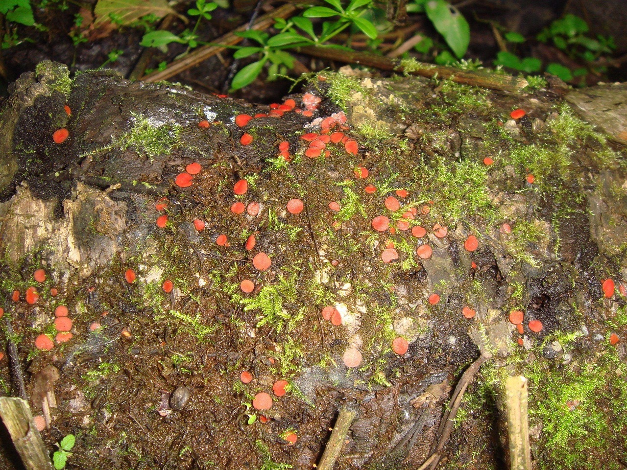 fungi-0003979