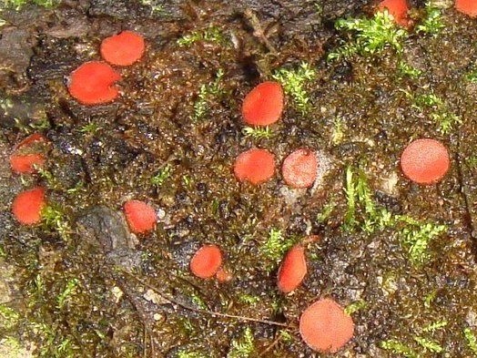 fungi-0003979_