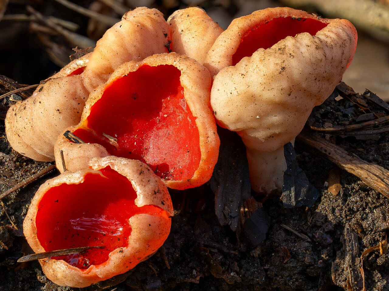 !!sarcoscypha-austriaca_2025-03-08_9-1