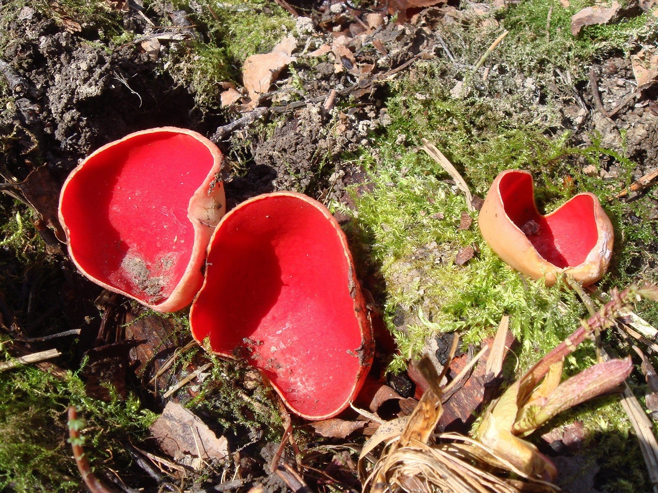 00fungi-0004489