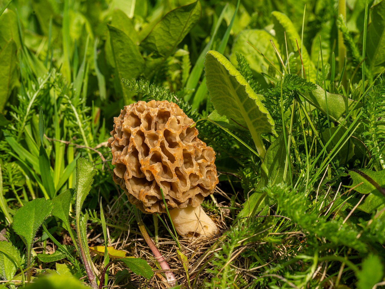 Morchella esculenta _2026-05-16_1-15