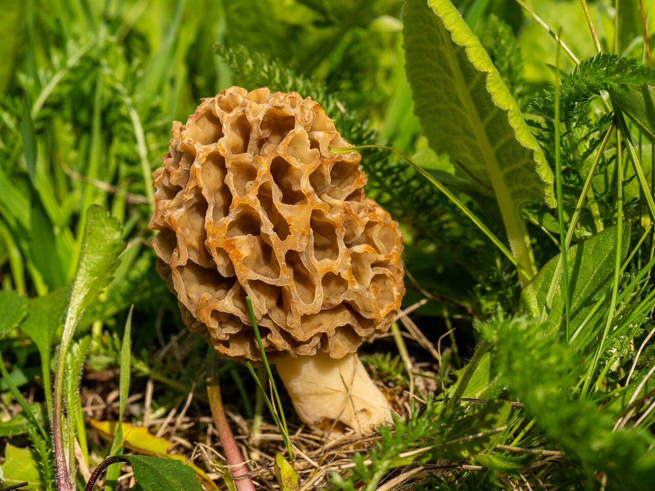 Morchella esculenta _2026-05-16_1-20