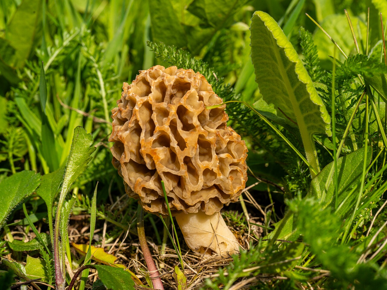 Morchella esculenta _2026-05-16_1-21