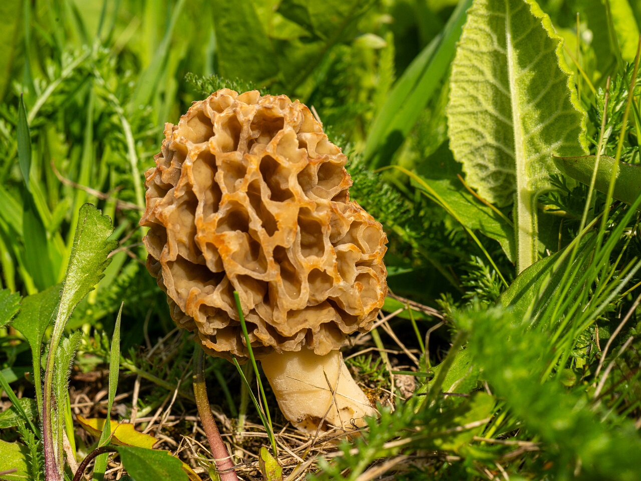 Morchella esculenta _2026-05-16_1-22