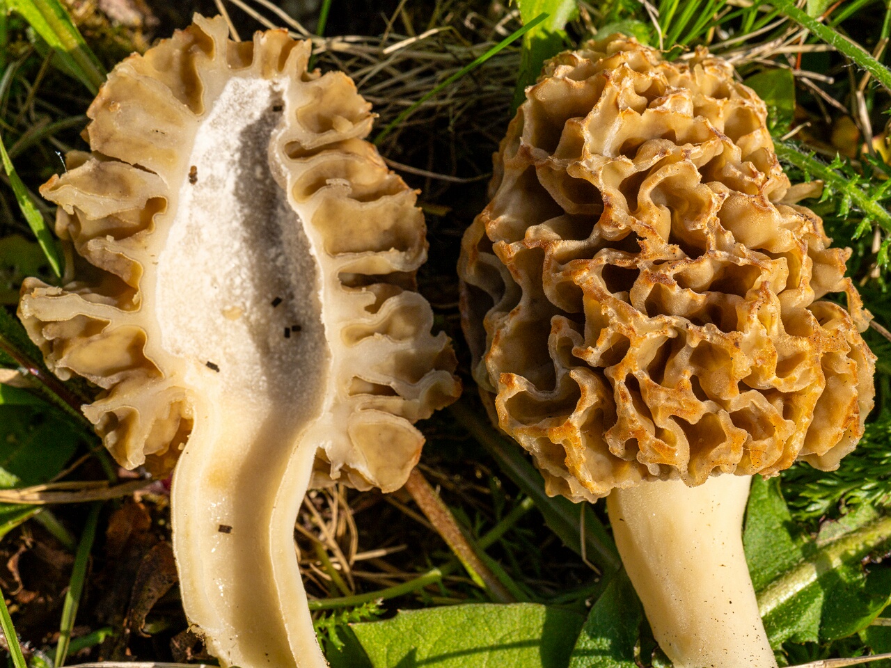 Morchella esculenta _2026-05-16_1-26