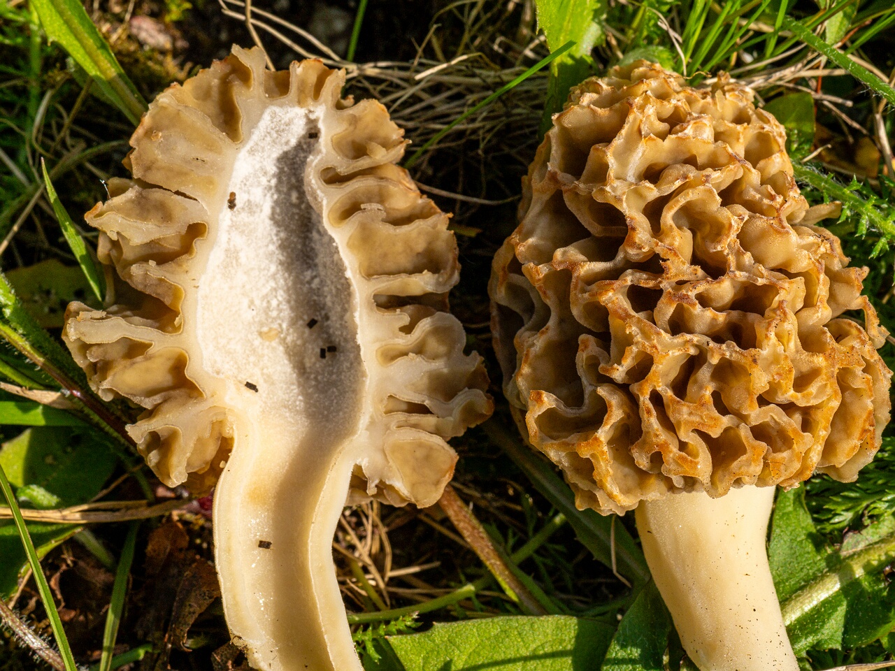 Morchella esculenta _2026-05-16_1-27
