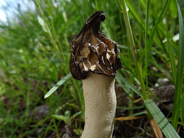 Morchella semilibera - Сморчок полусвободный - Half-free morel - Käppchen-Morchel Morchella semilibera is a species of edible fungus that belongs to the family Morchellaceae. It is commonly known as the...