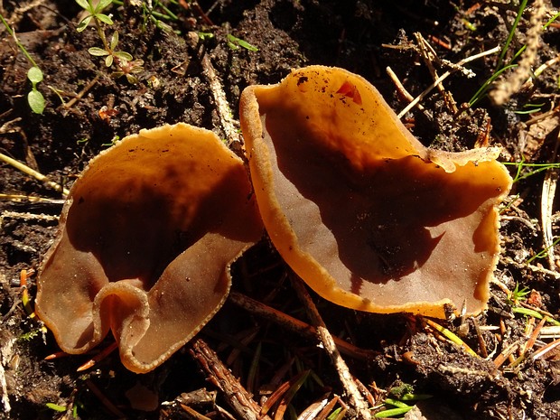 Pezizaceae - Пецицевые - Cup Fungi - Becherlingsverwandte The Pezizaceae family, known as Cup Fungi or Becherlingsverwandte in German, is a group of fungi belonging to the...