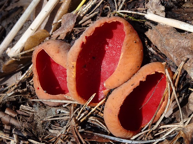 Sarcoscyphaceae - Саркосцифовые - Scarlet Elf Cups - Scharlachschalen The Sarcoscyphaceae family, also known as Scarlet Elf Cups or Scharlachschalen in German, is a group of fungi belonging...