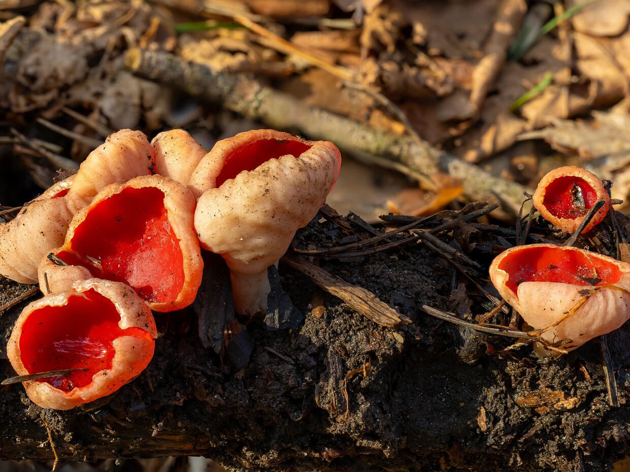 Pezizales - Пецицевые - Cup Fungi - Becherpilze Pezizales, commonly known as Cup Fungi or Becherpilze in German, is an order of fungi within the class Pezizomycetes,...