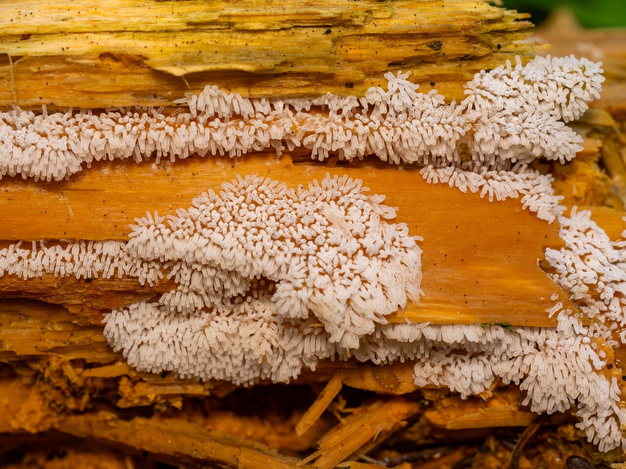 Ceratiomyxa fruticulosa _2026-07-25_1-3