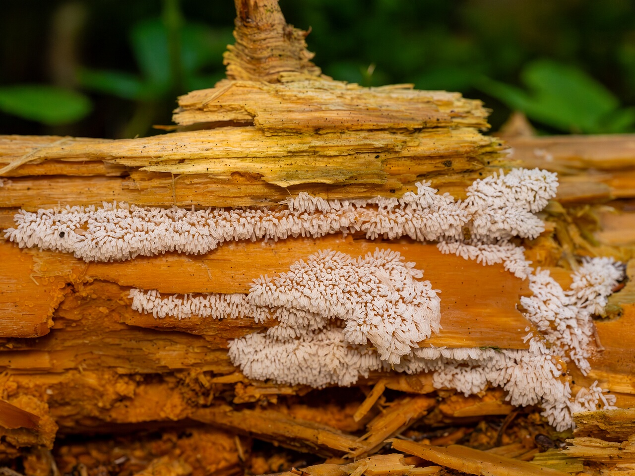 Ceratiomyxa fruticulosa _2026-07-25_1-6