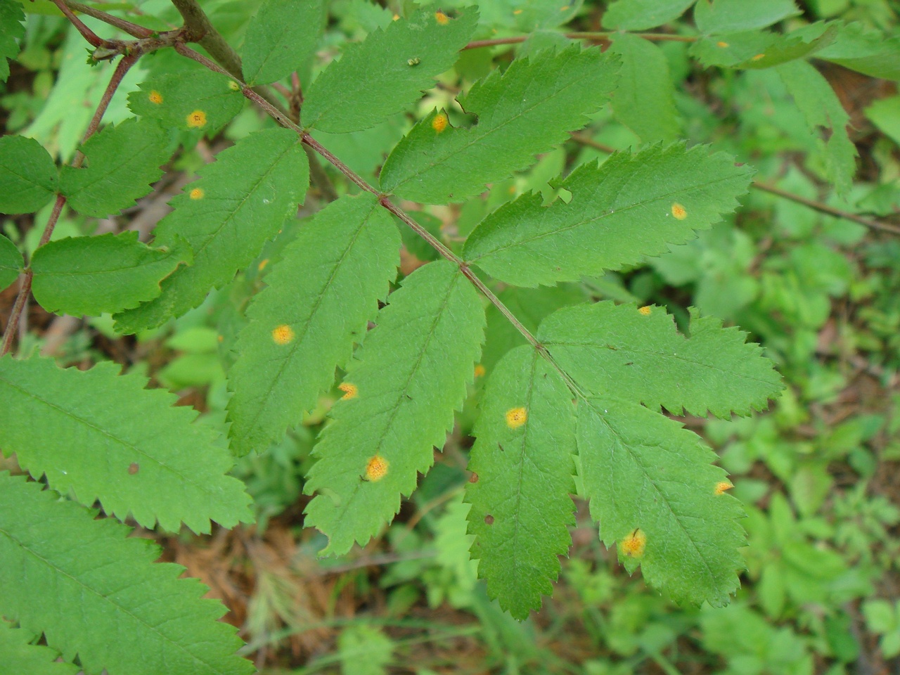 DSC00488