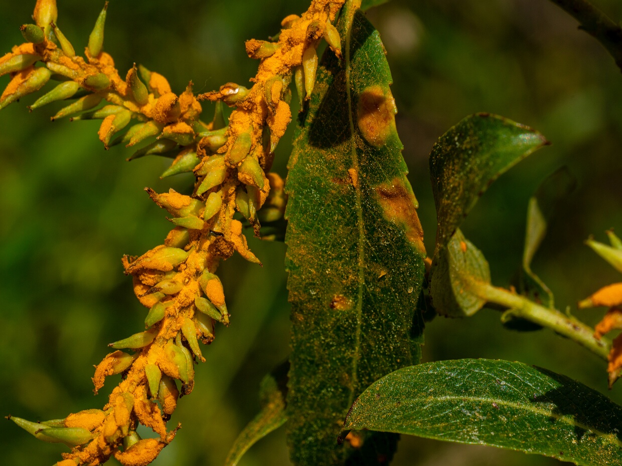 Пукциниевые - Pucciniales Rusts are plant diseases caused by pathogenic fungi of the order Pucciniales (previously known as Uredinales). An...
