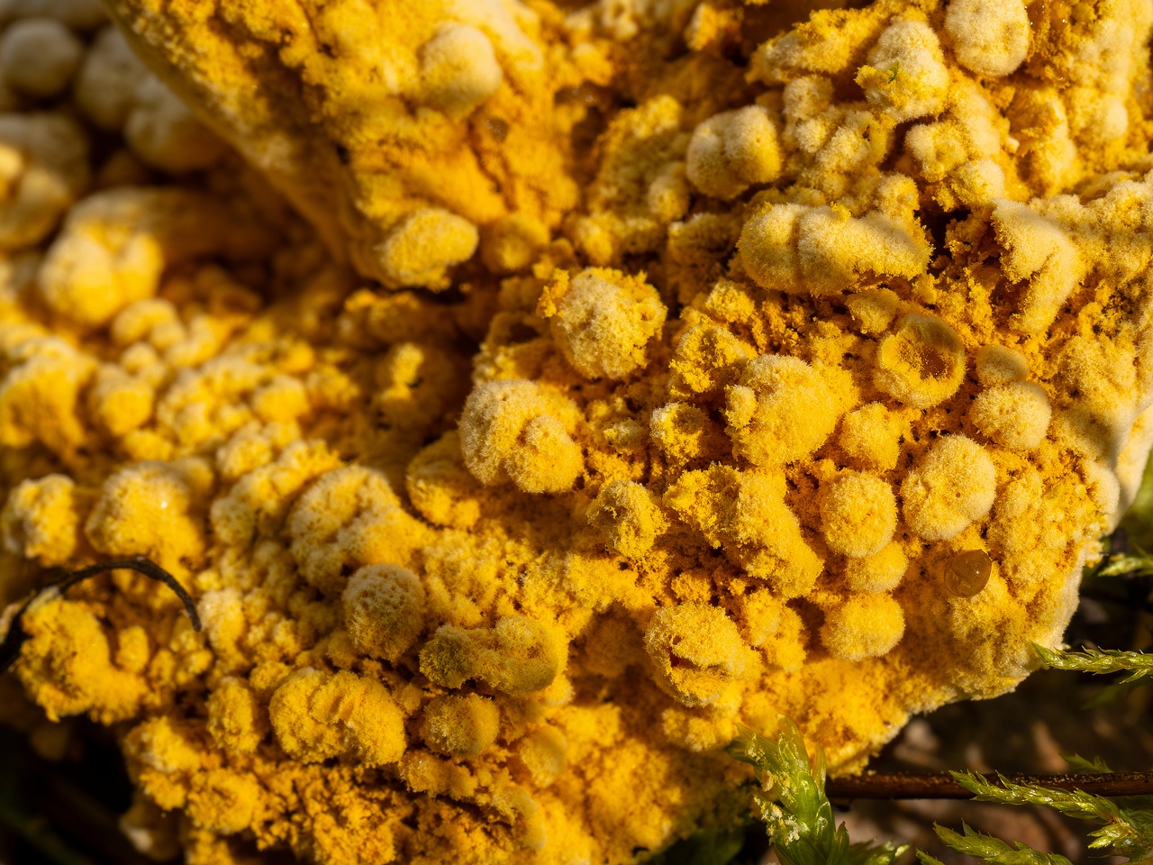 !Hypomyces chrysospermus _2025-09-06_1-11