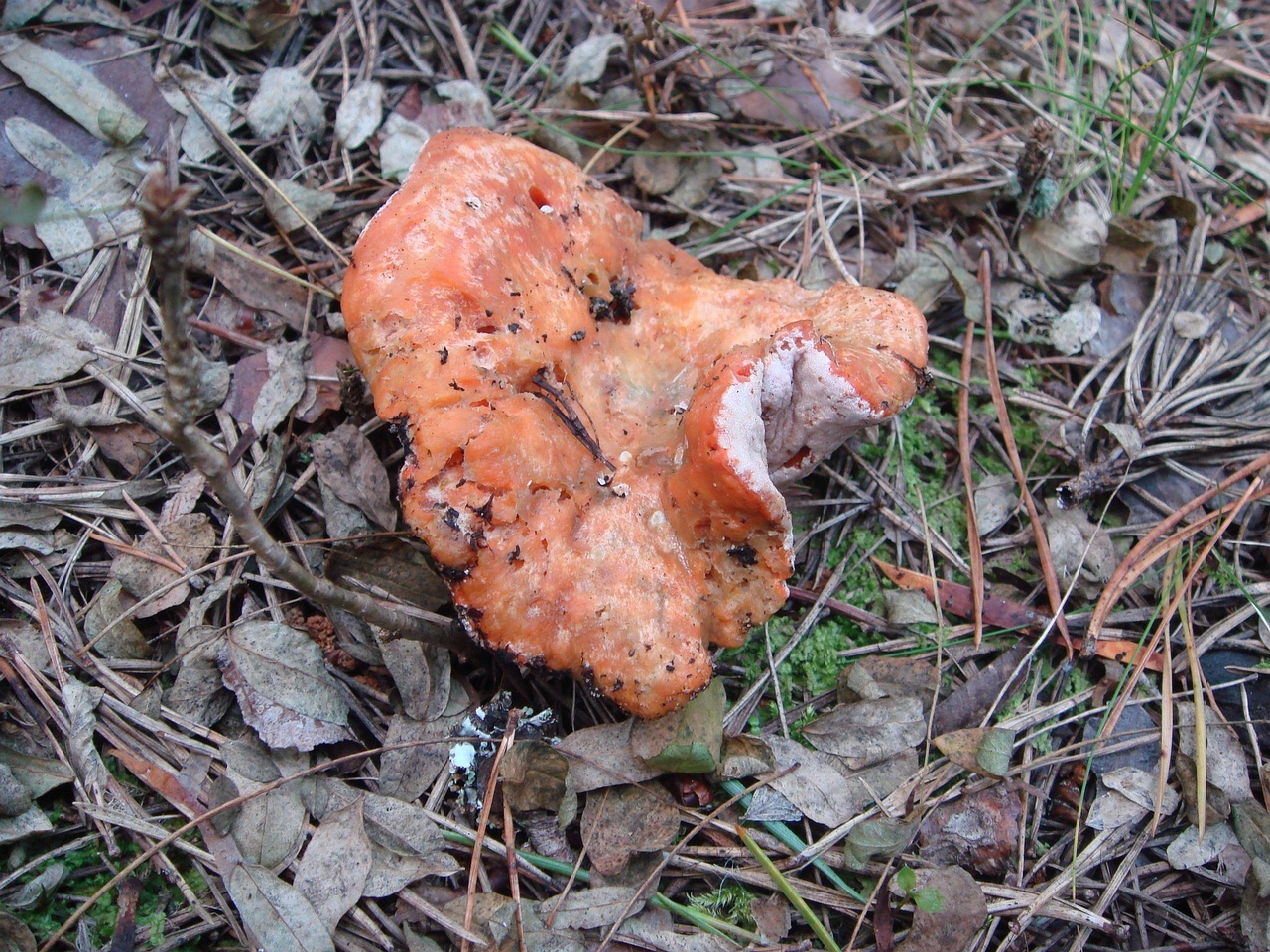 fungi-0000497
