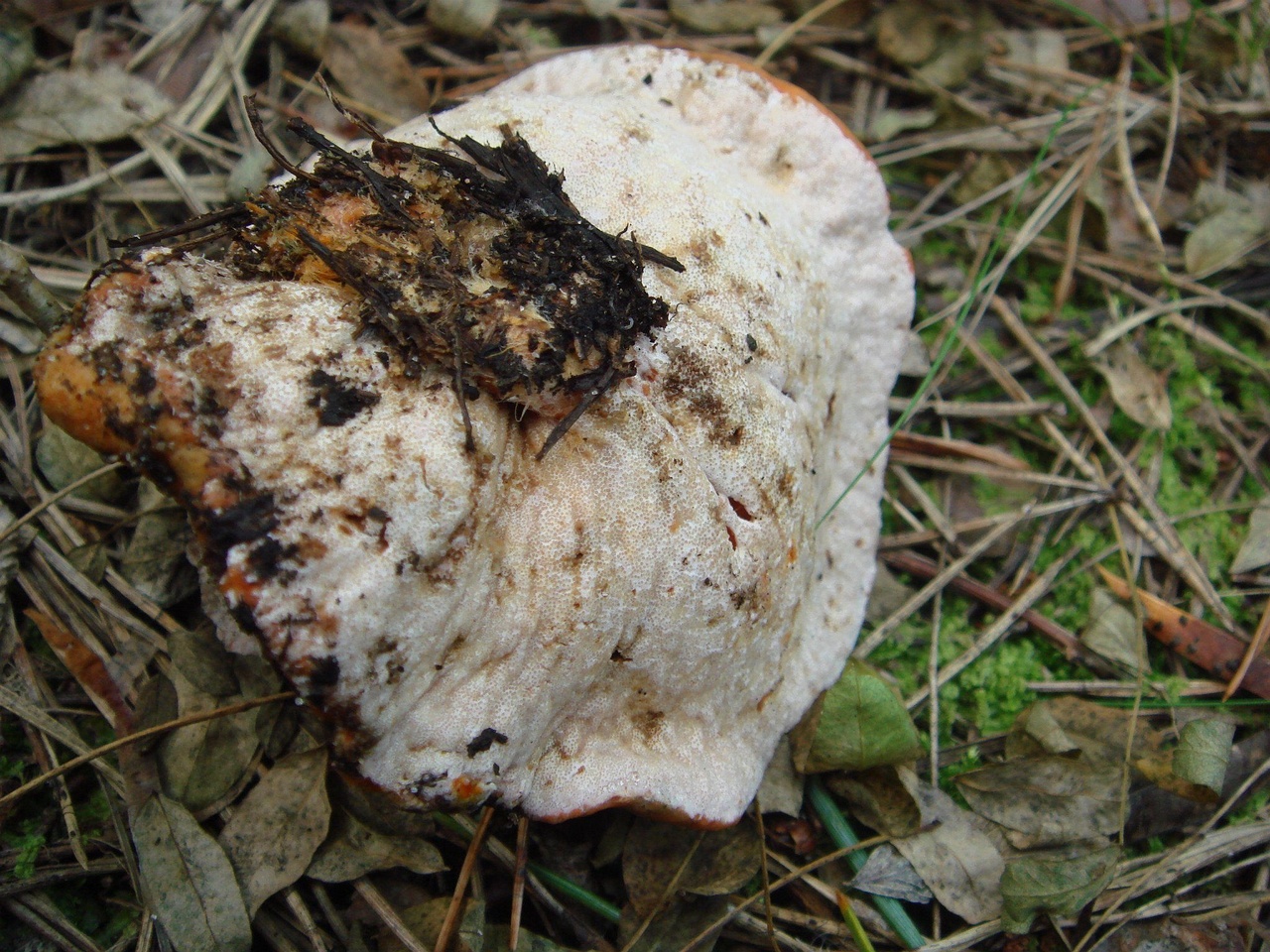 fungi-0000498