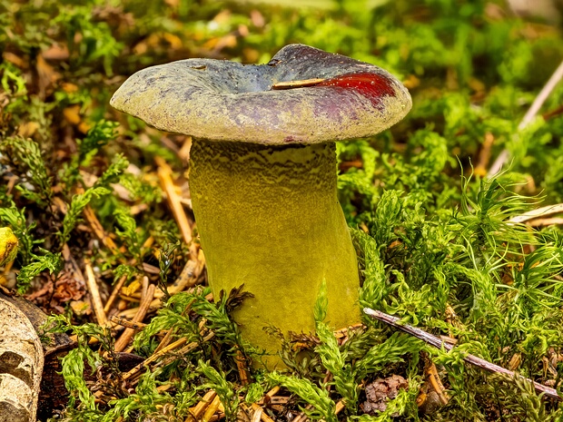 Гипомицес оливково-зеленый - Hypomyces luteovirens