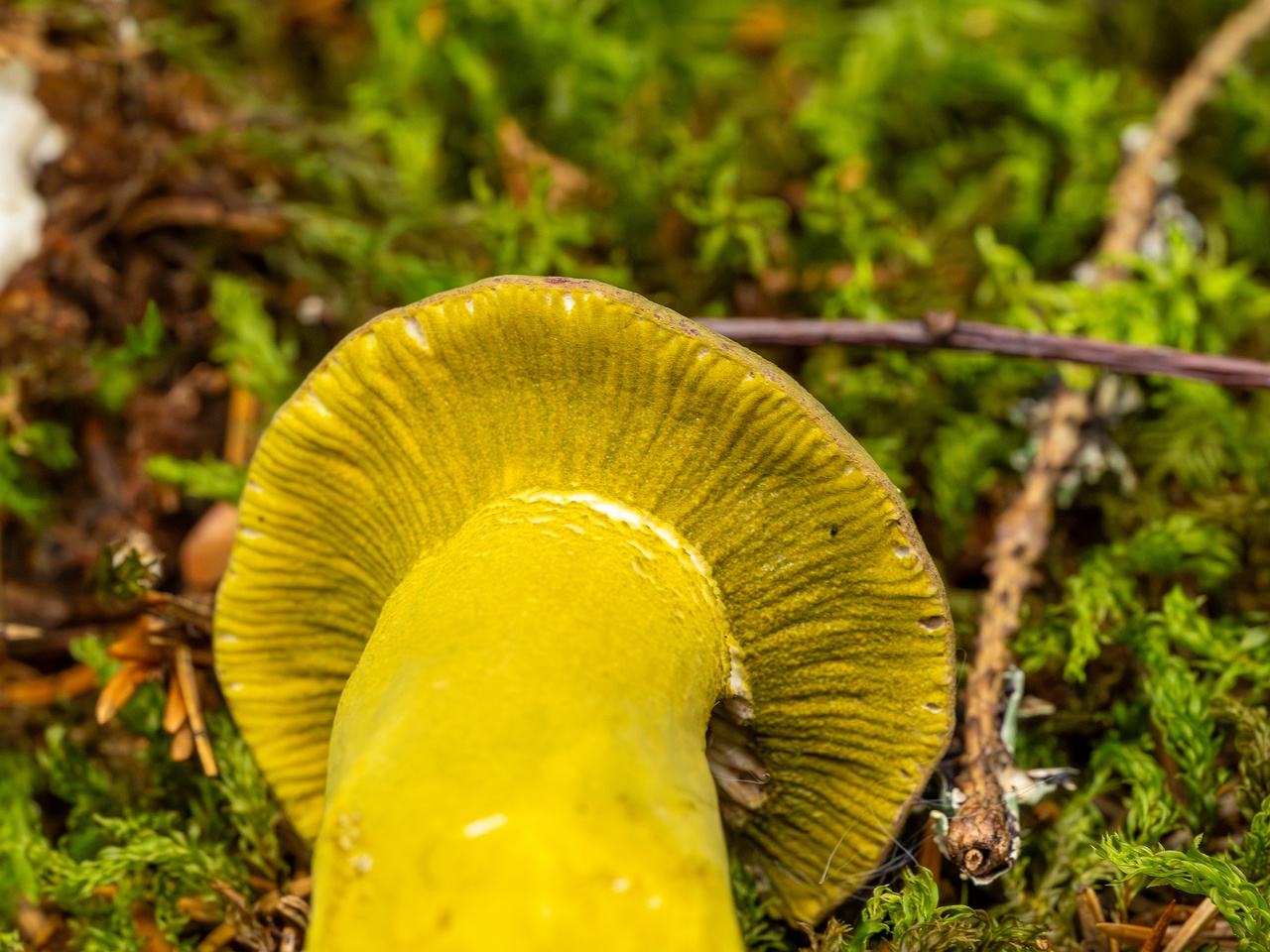 Hypomyces luteovirens _2023-08-13_1-5