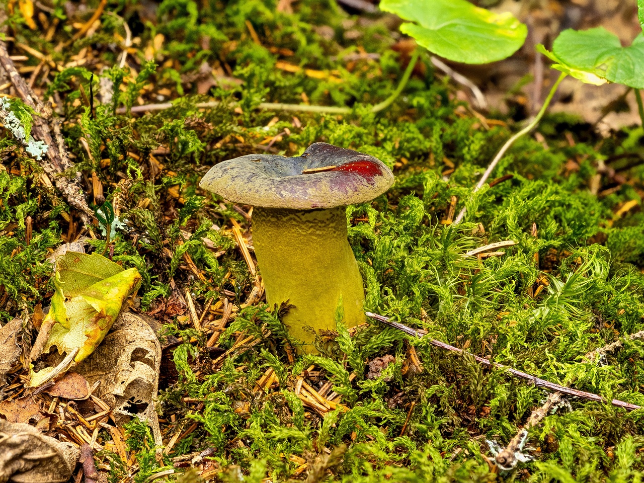 Hypomyces luteovirens _2023-08-13_4-1