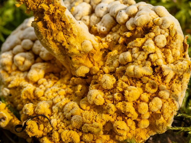 Гипомицес золотистоспоровый - Hypomyces chrysospermus