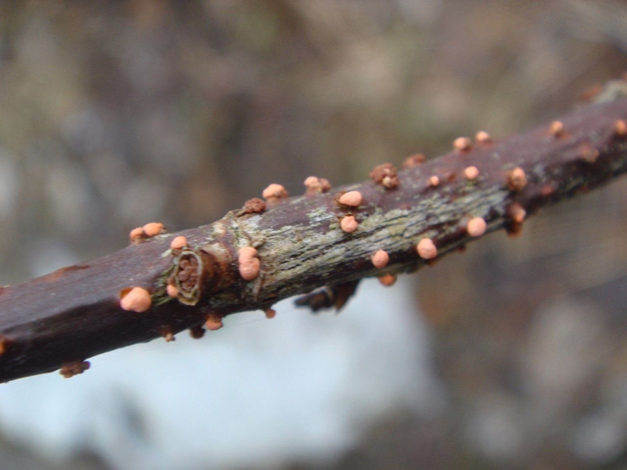fungi-0000154