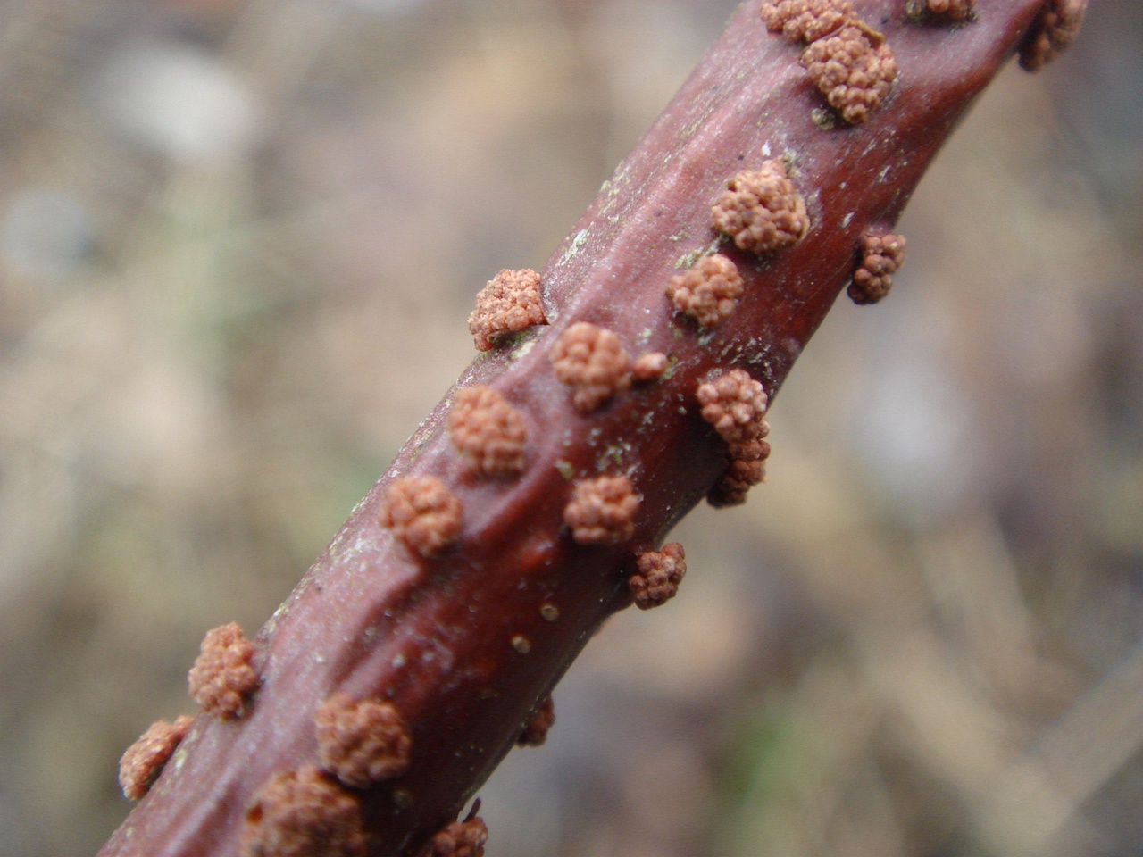 fungi-0000155