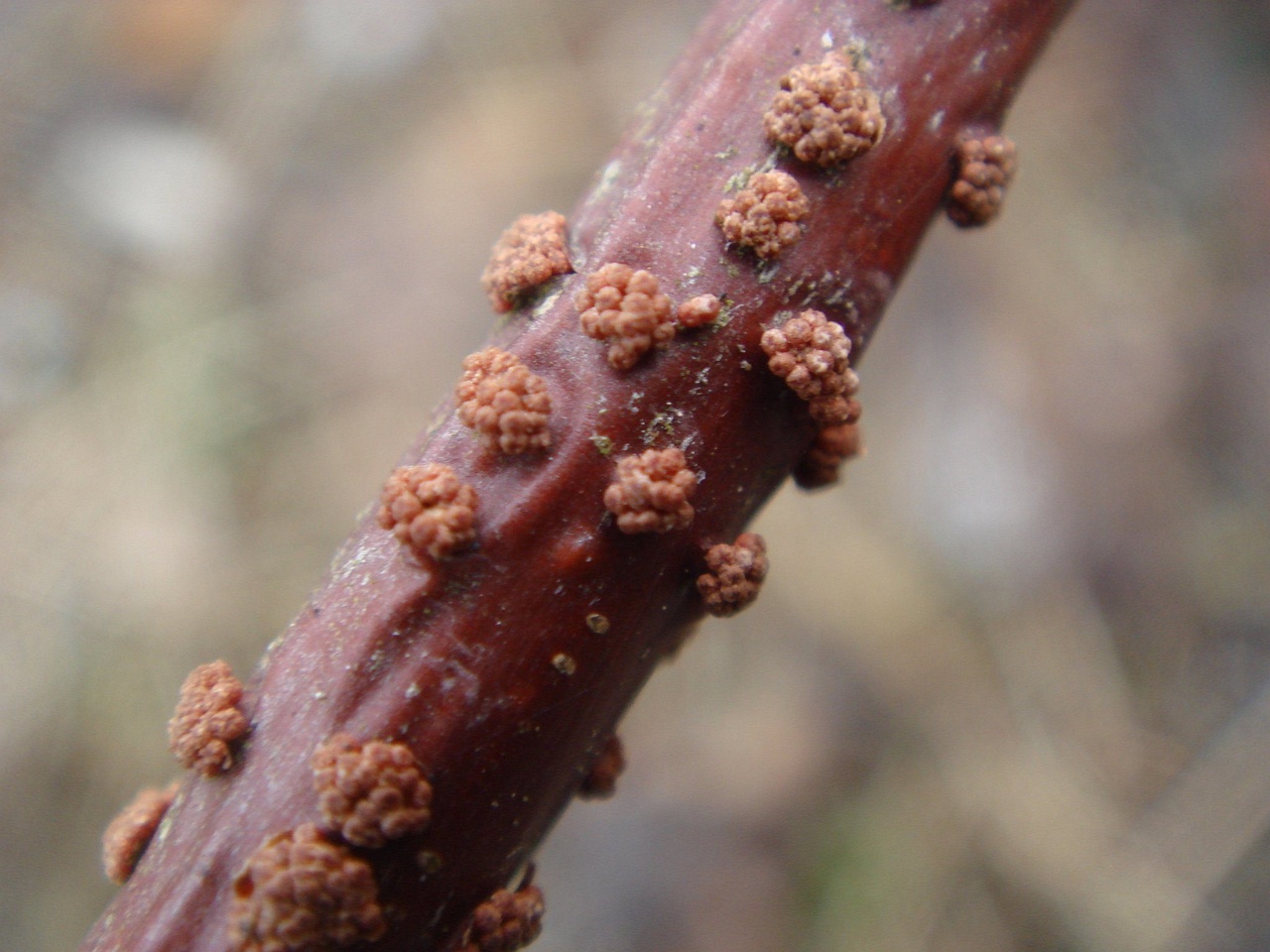 fungi-0000156