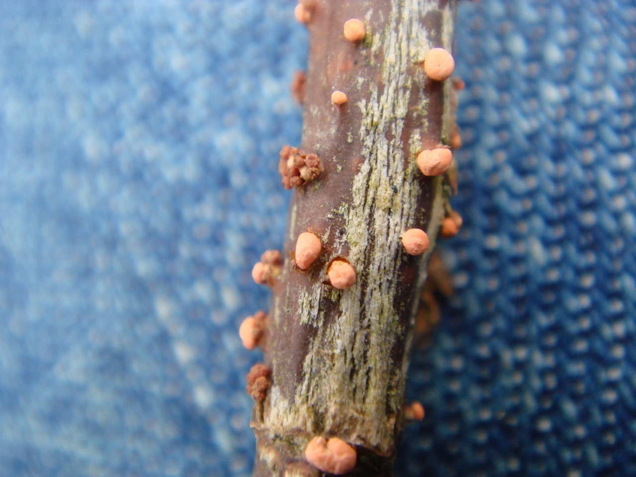 fungi-0000157