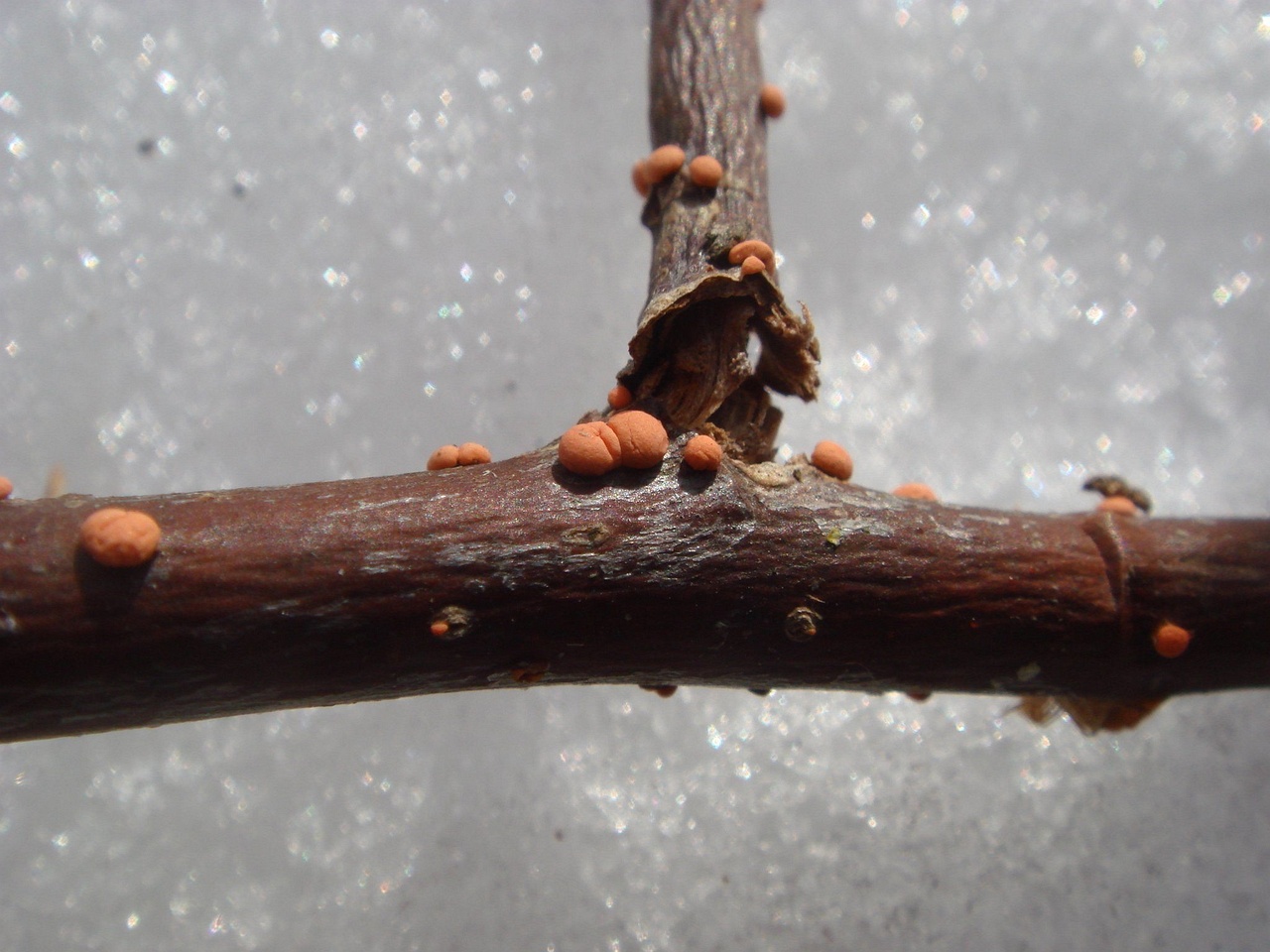 fungi-0003037