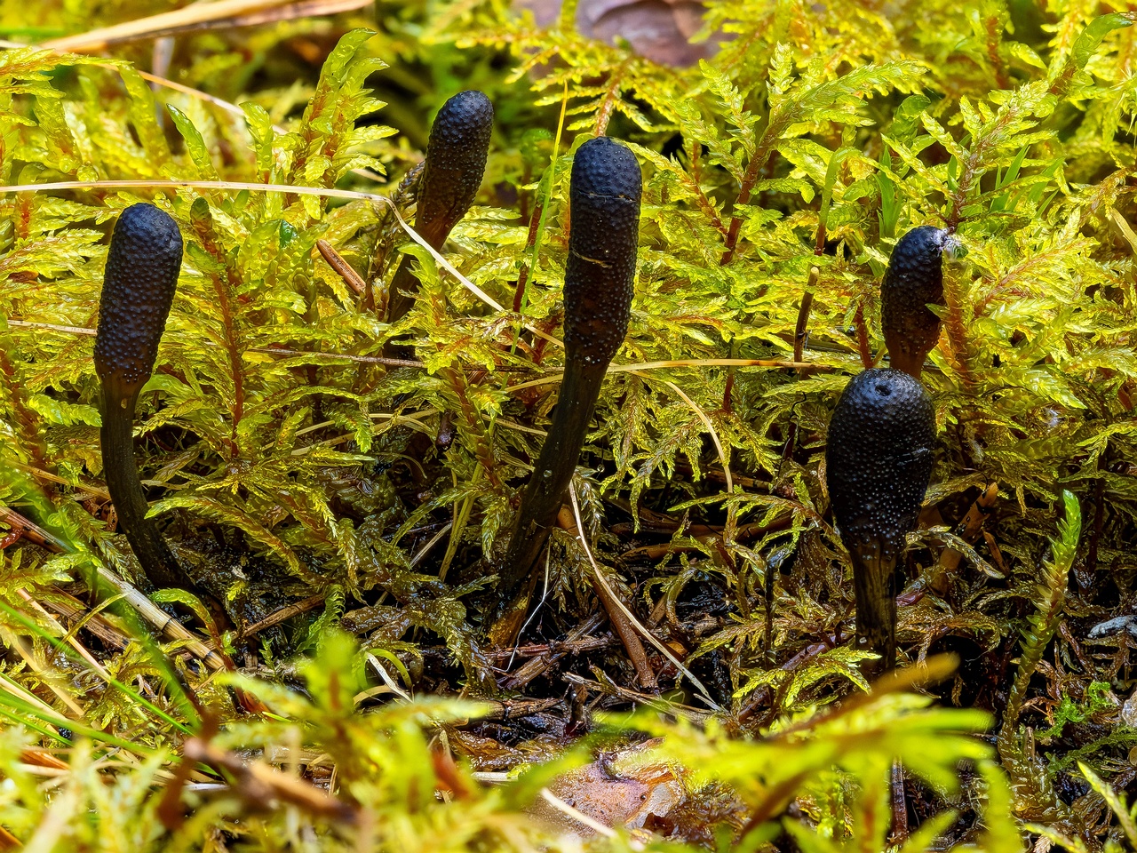 !tolypocladium-ophioglossoides_2023-09-13_FS-1_