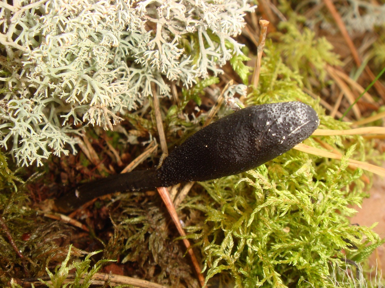 fungi-0004779