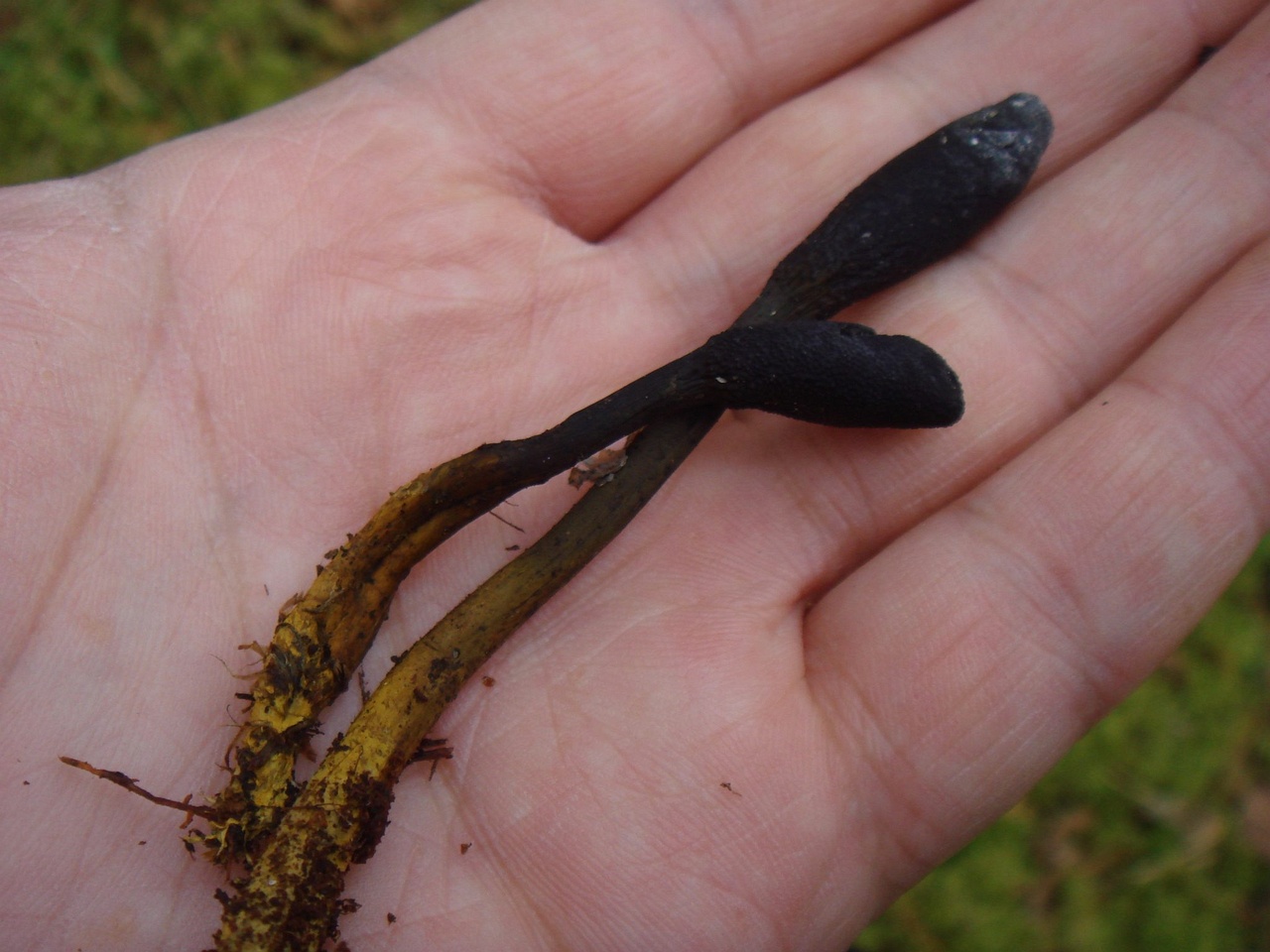 fungi-0004780