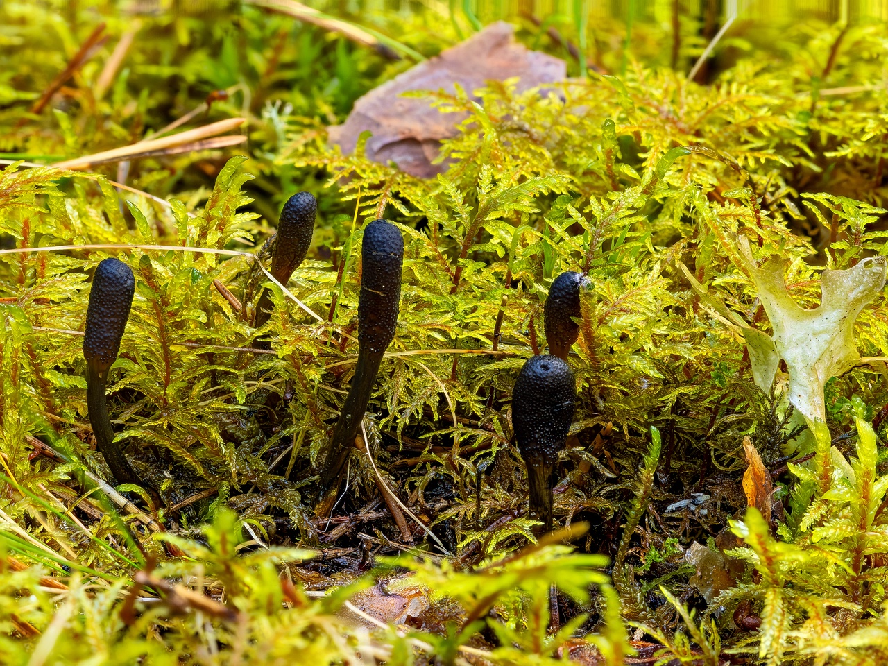tolypocladium-ophioglossoides_2023-09-13_FS-1
