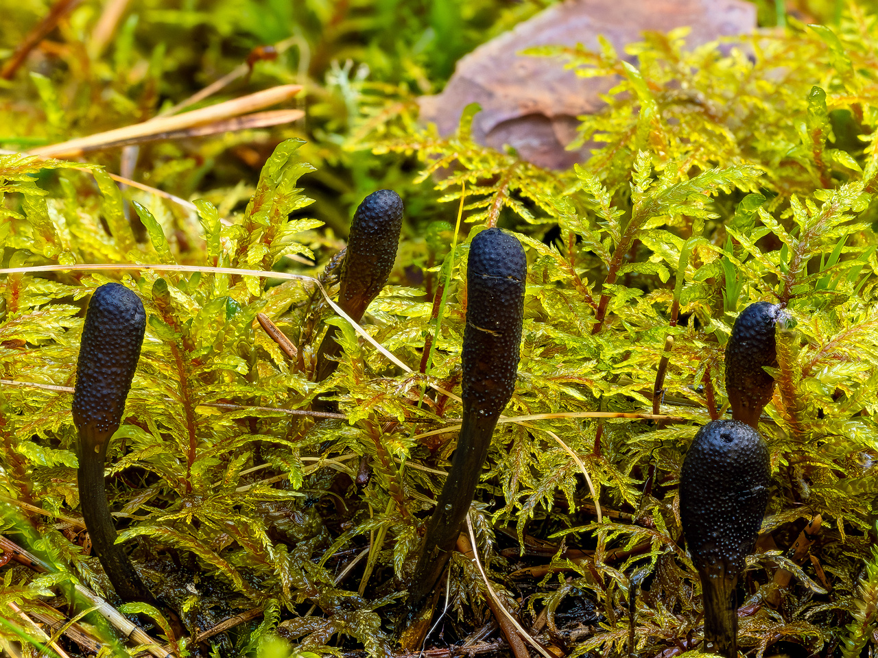 tolypocladium-ophioglossoides_2023-09-13_FS-1C