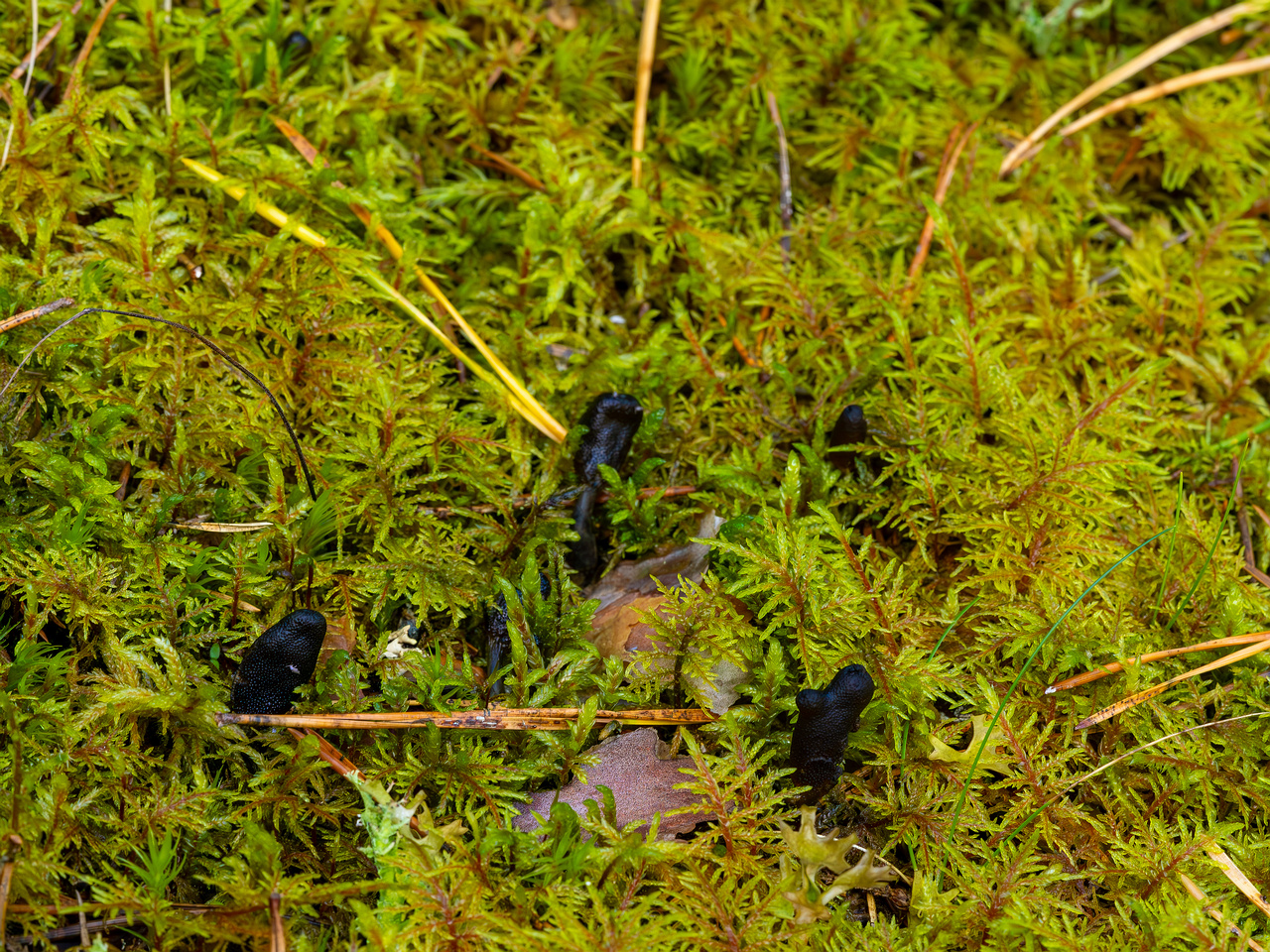 tolypocladium-ophioglossoides_2023-09-14_1-1