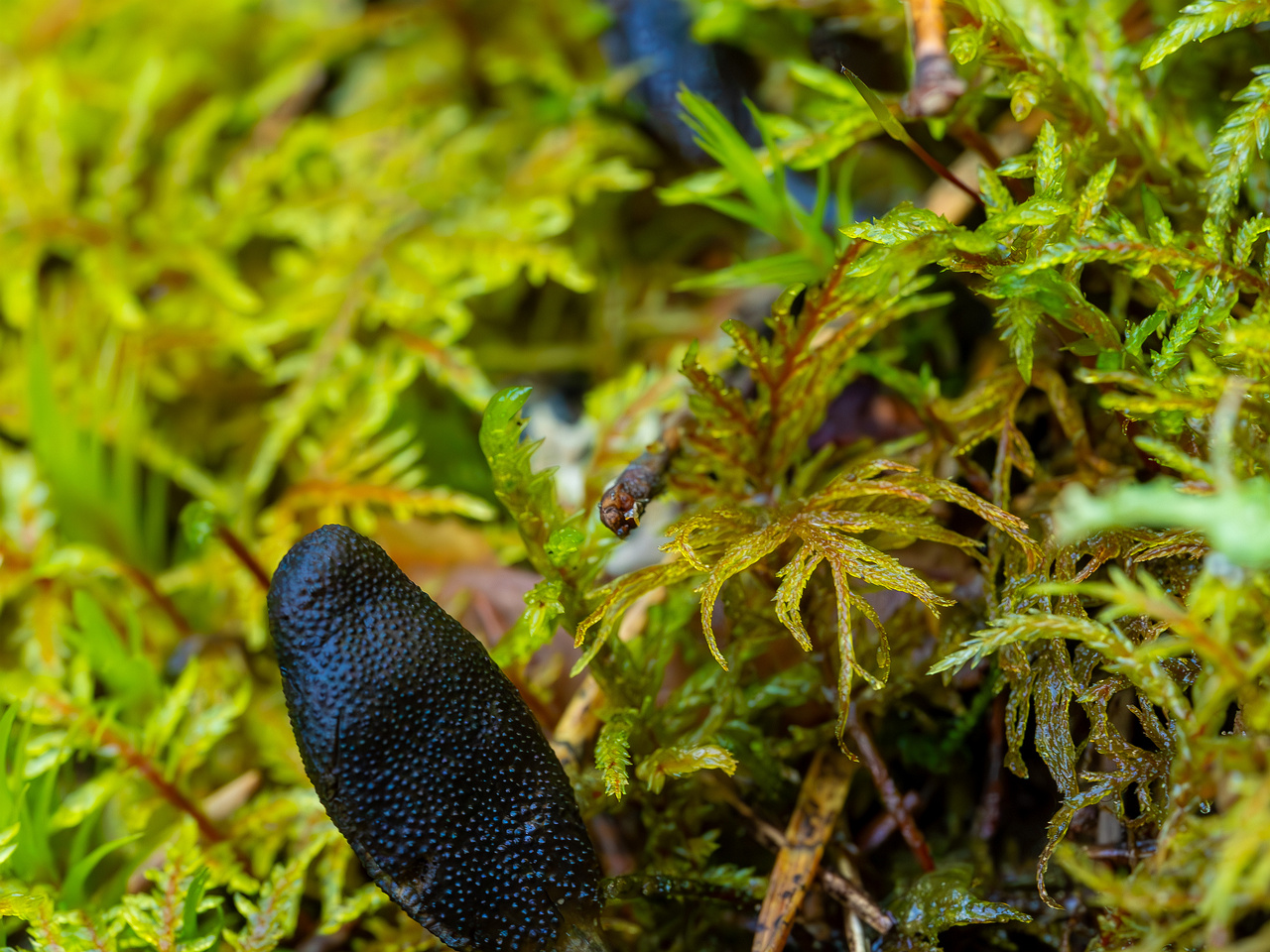 tolypocladium-ophioglossoides_2023-09-14_1-10