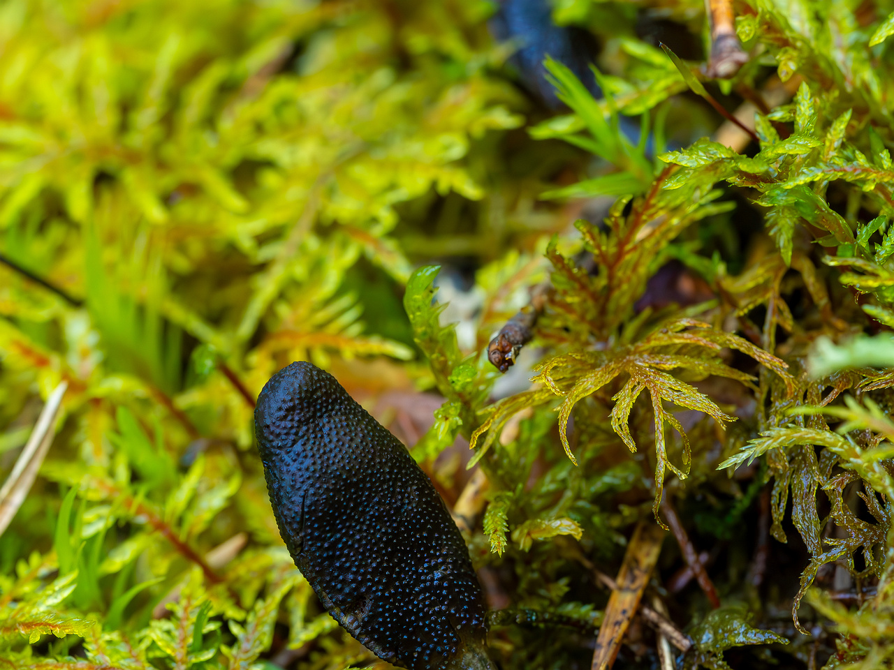tolypocladium-ophioglossoides_2023-09-14_1-11