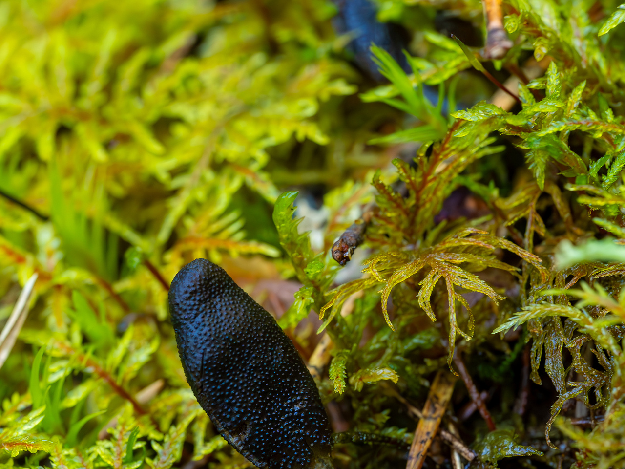 tolypocladium-ophioglossoides_2023-09-14_1-12