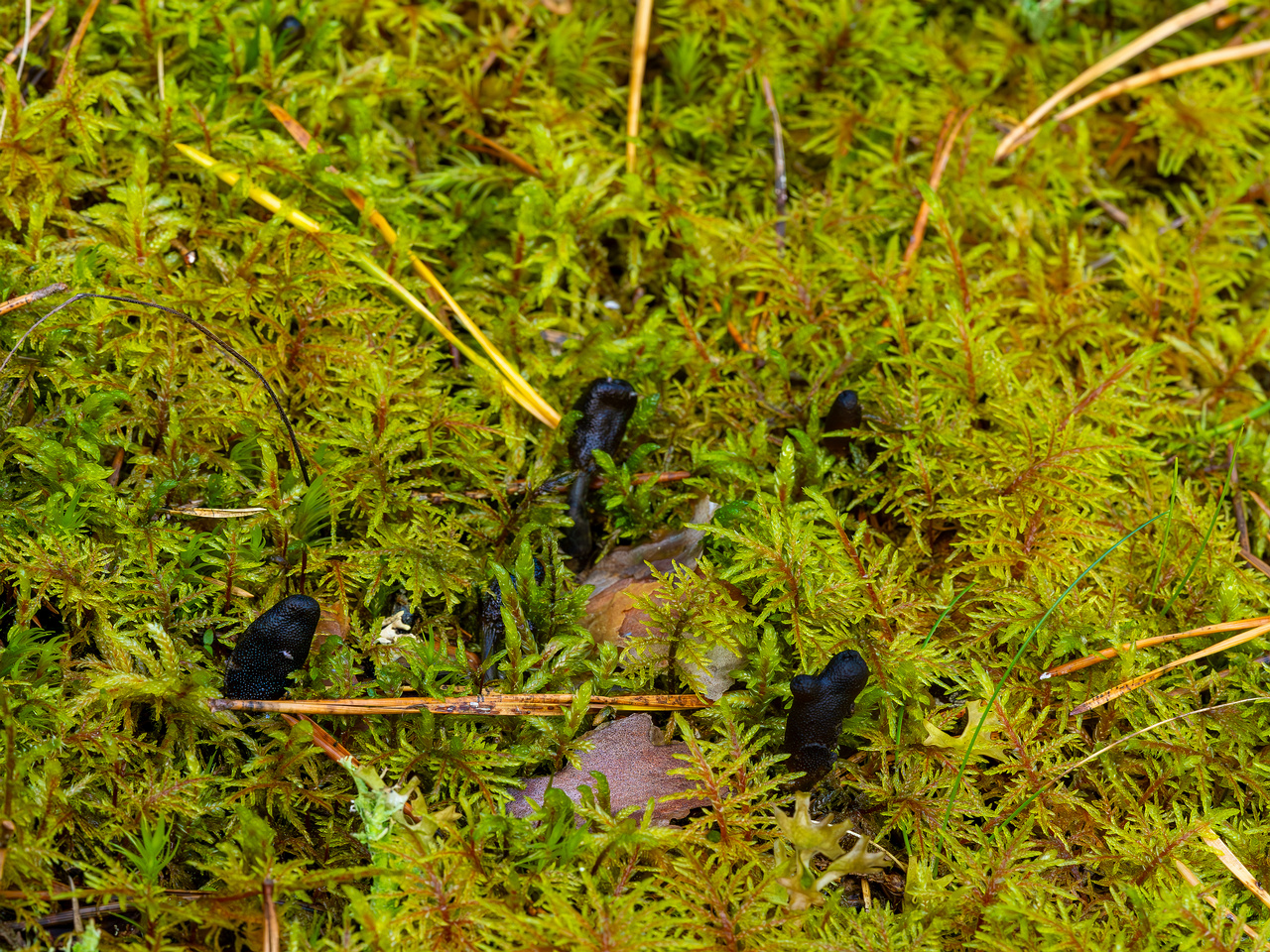 tolypocladium-ophioglossoides_2023-09-14_1-2