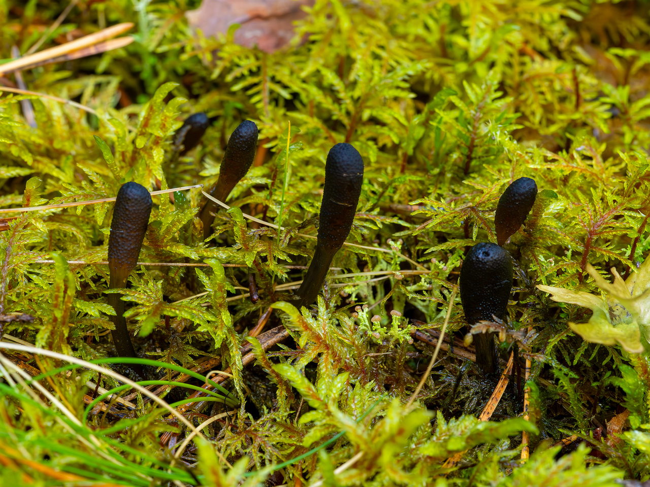 tolypocladium-ophioglossoides_2023-09-14_1-3