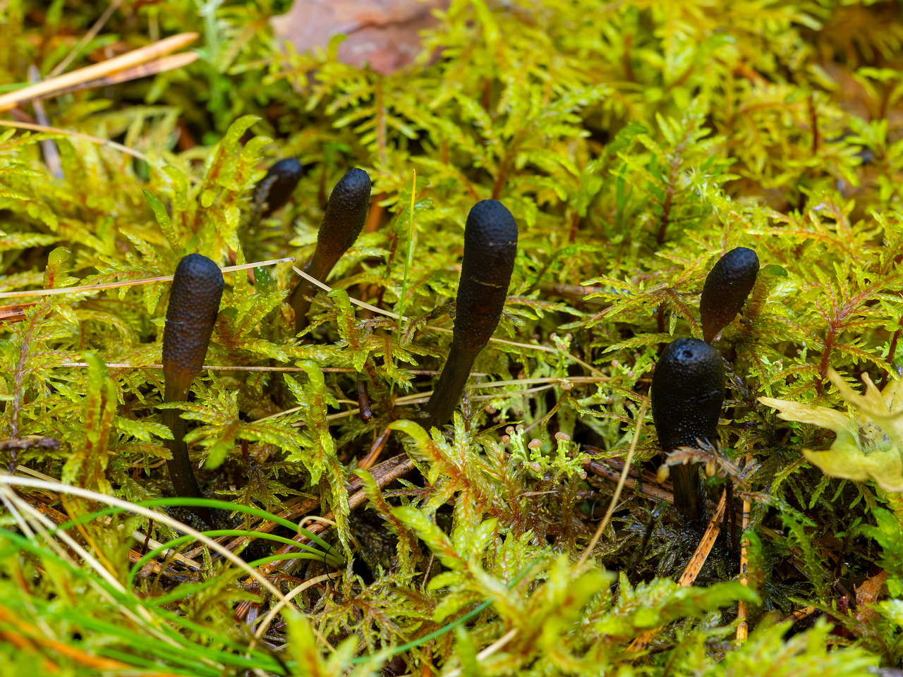 tolypocladium-ophioglossoides_2023-09-14_1-4