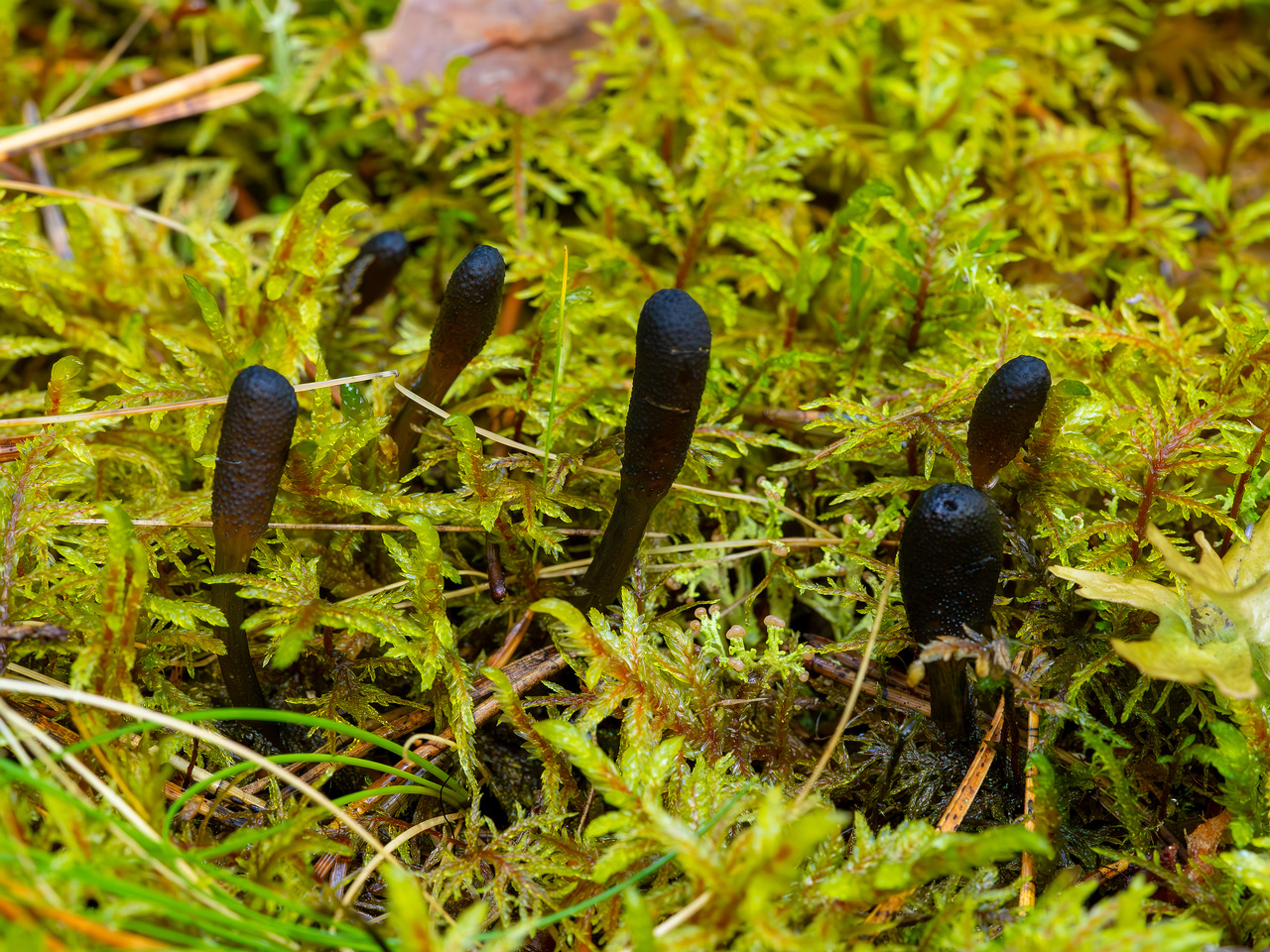 tolypocladium-ophioglossoides_2023-09-14_1-5