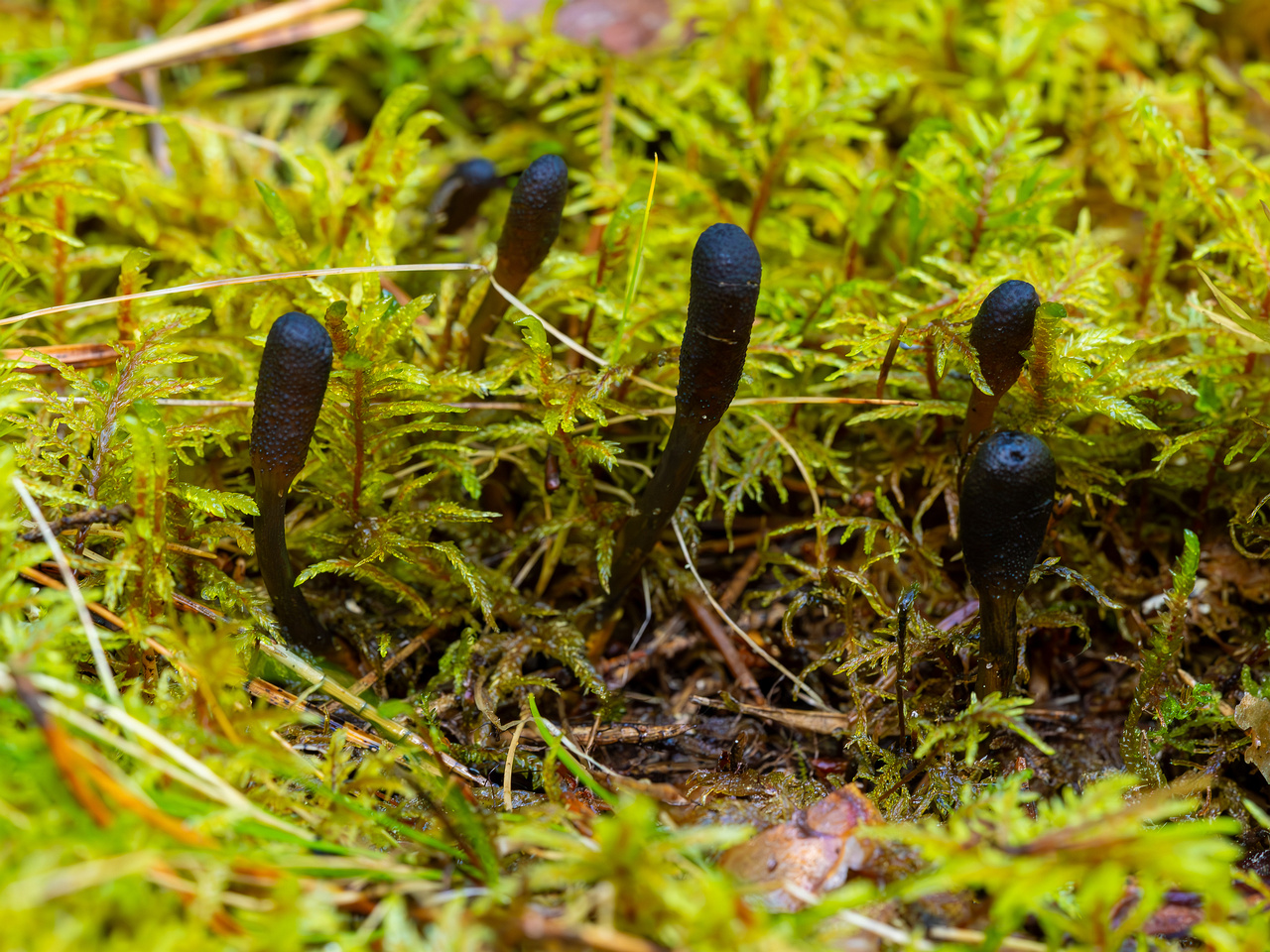 tolypocladium-ophioglossoides_2023-09-14_1-7