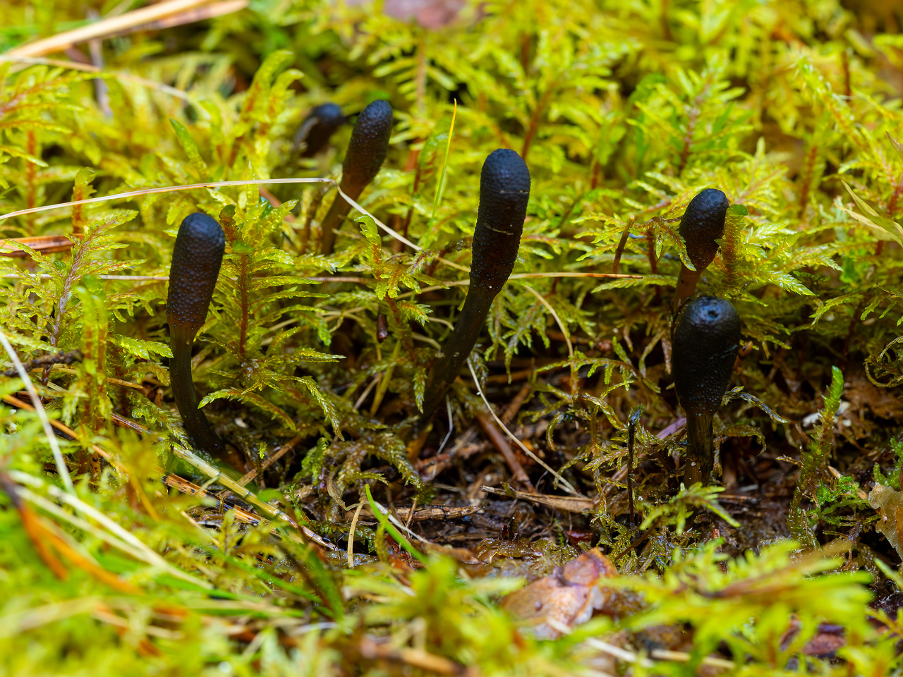 tolypocladium-ophioglossoides_2023-09-14_1-8