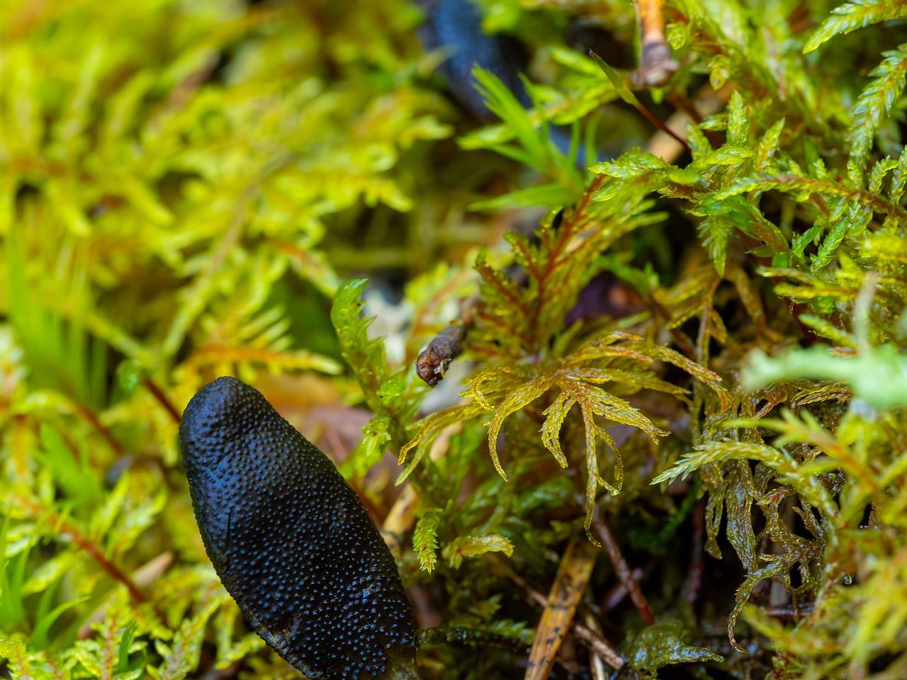 tolypocladium-ophioglossoides_2023-09-14_1-9