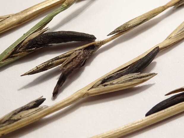 Спорыньёвые - Clavicipitaceae The Clavicipitaceae are a family of fungi within the order Hypocreales. A 2008 estimate placed 43 genera in the family,...