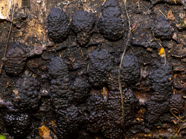 Джекроджерселла многообразная - Jackrogersella multiformis